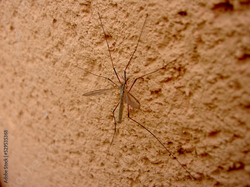A mosquito sitting on a brown wall, view from the right