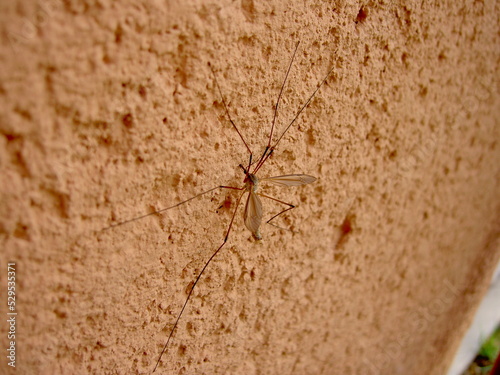 Mosquito sitting on a brown wall, view from the left