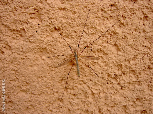 Mosquito sitting on brown wall, vertical view