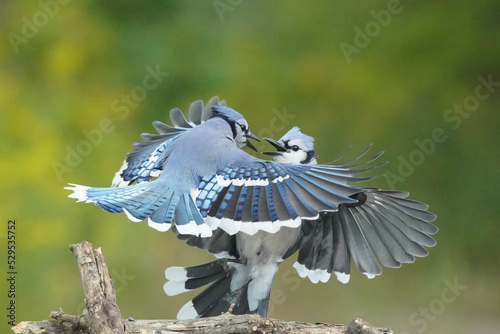 Blue Jay fighting in midair