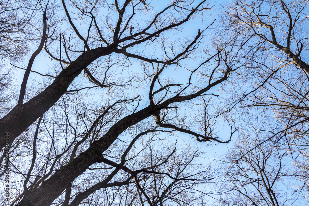 Dry bare tree branches on a background of blue sky in sunny weather Dry bare tree branches on a background of blue sky in sunny weather