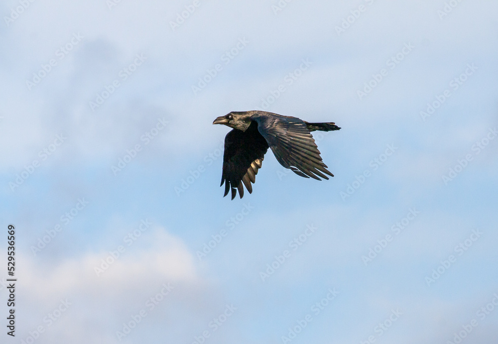 Obraz premium Common Raven Corvus corax with open wings flying on blue sky. Raven in flight.