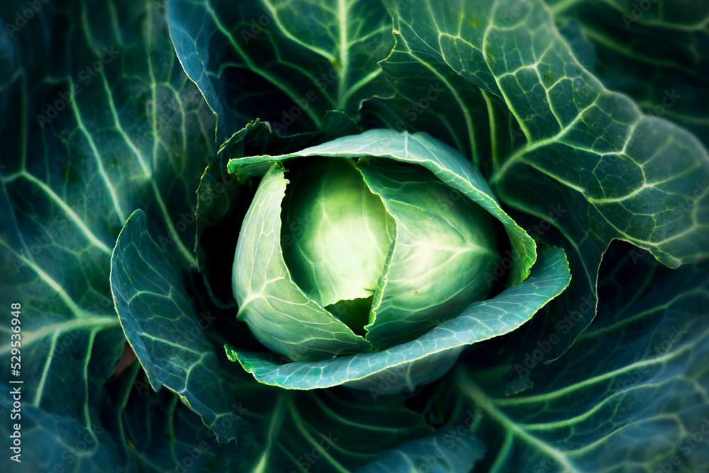 Fototapeta premium Head of cabbage in the form of an eye.