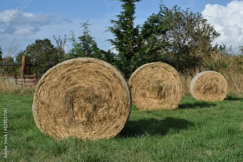 Three straw hay bales in field
