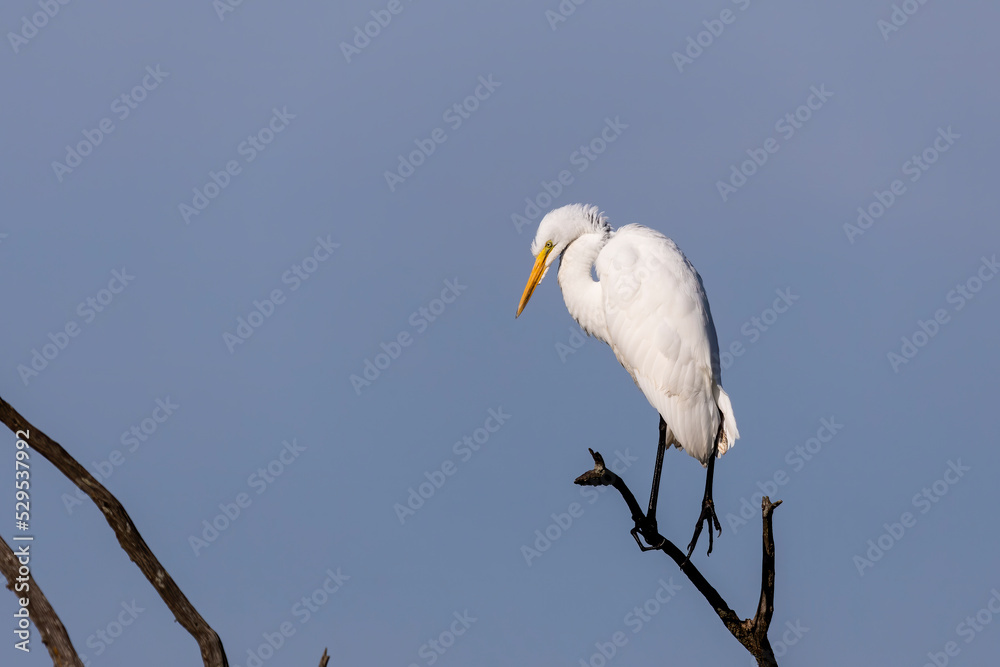 The great egret (Ardea alba)  also known as the common egret, large egret, or  great white egret or great white heron