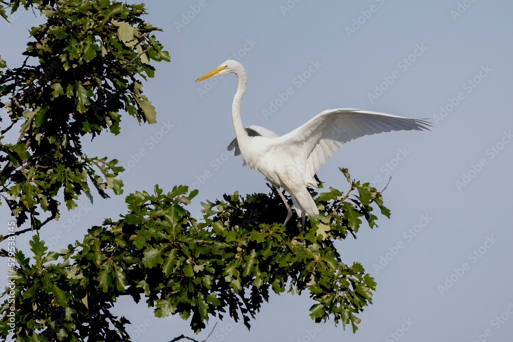 The great egret (Ardea alba) also known as the common egret, large egret, or great white egret or great white heron The great egret (Ardea alba) also known as the common egret, large egret, or great white egret or great white heron