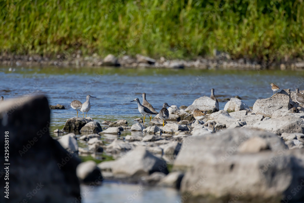 A shorebirds looking for food in shallow water in a river A shorebirds looking for food in shallow water in a river