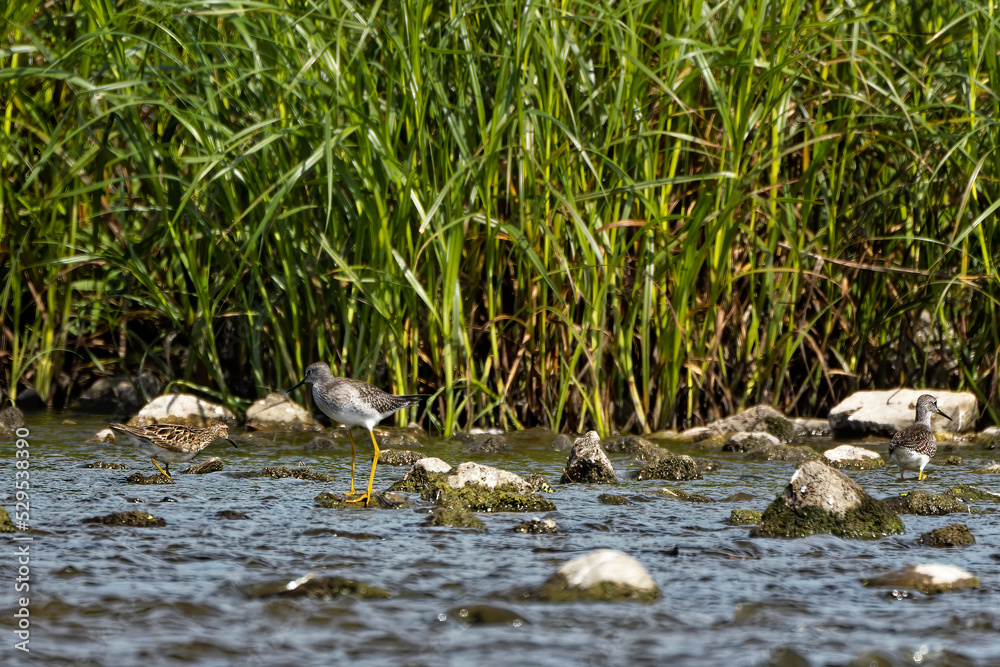 A shorebirds looking for food in shallow water in a river A shorebirds looking for food in shallow water in a river