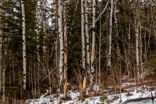 Snow still hanging around  Heart Creek Trail Provincial Recreation Area  alberta  Canada
