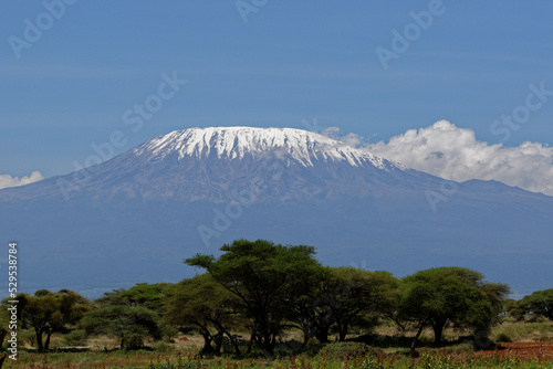 Obraz na plátně Snowcap of mt Kilimanjaro