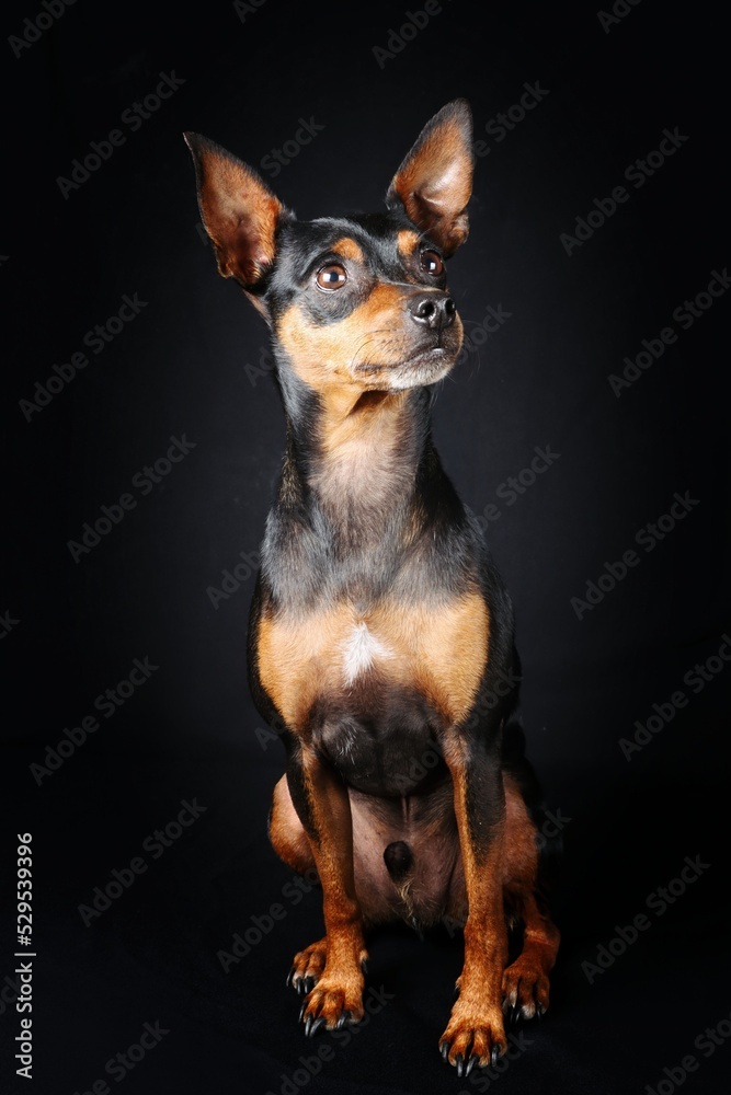miniature pinscher in black background miniature pinscher in black background