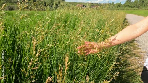 Hand of a beautiful woman padding soft green grass weat in warm daytime. girls hand feeling in a nature. walking in a park refreshing by touching fresh field. farming and care for nature concept.