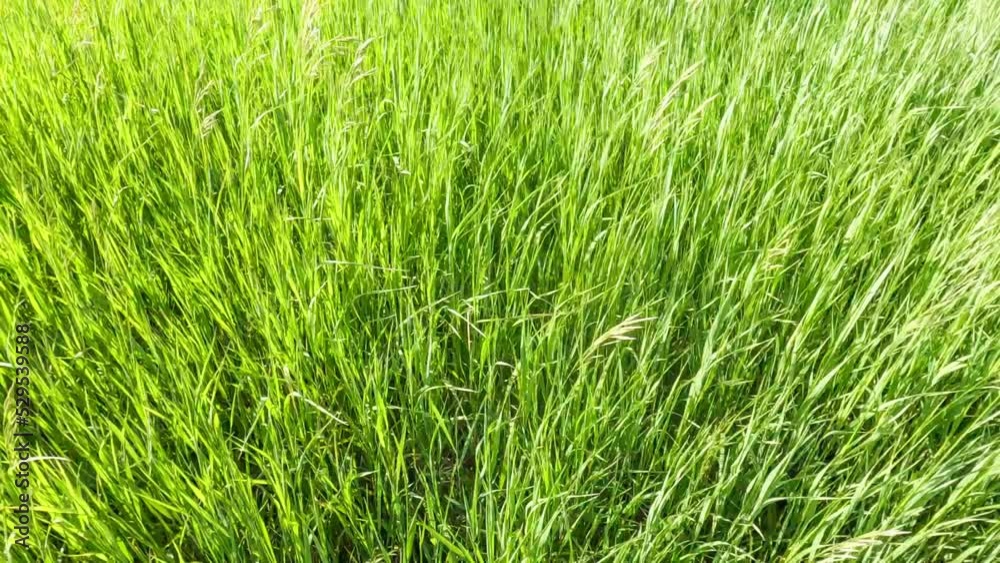 The wind blew green grass smoothly whit warm sun daylight making a calming and relaxing scene. the softness of nature green meadow grassland. meditation in nature on a stressful day release anxiety. The wind blew green grass smoothly whit warm sun daylight making a calming and relaxing scene. the softness of nature green meadow grassland. meditation in nature on a stressful day release anxiety.