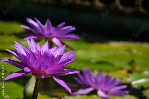 purple water lily