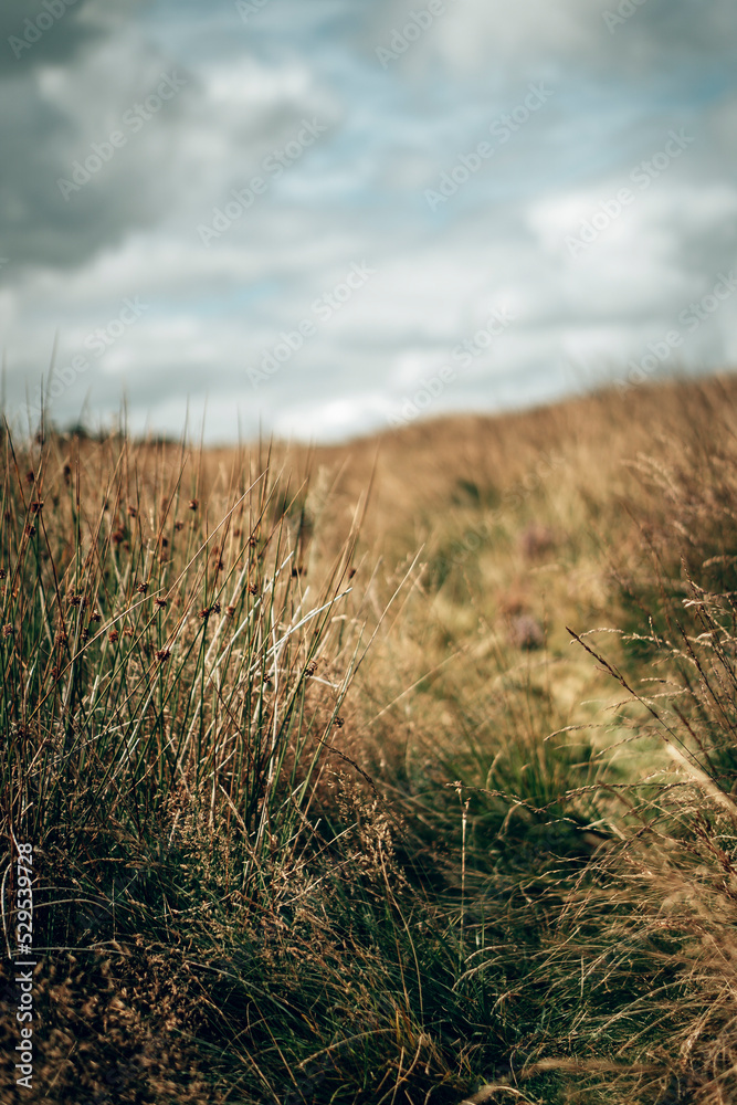 Obraz premium Dry scorched yellow grass on a summers day in the English countryside with a retro film look