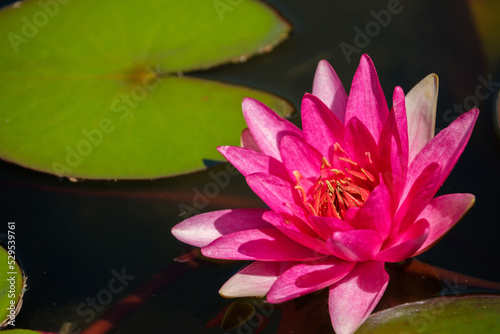 pink water lily