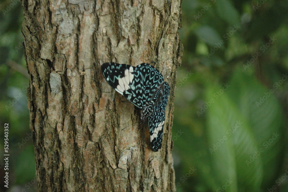 Fototapeta premium Borboleta azul
