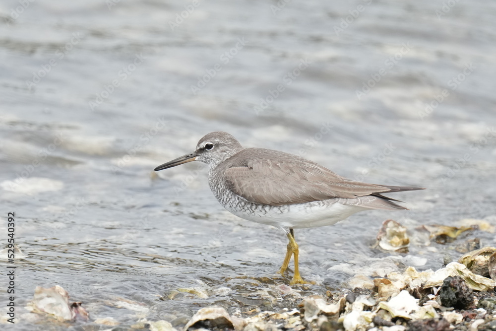 grey tailed tattler in a coast grey tailed tattler in a coast