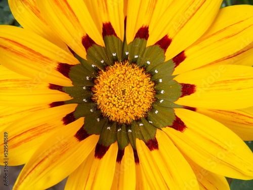 Flor Tipo MAndala