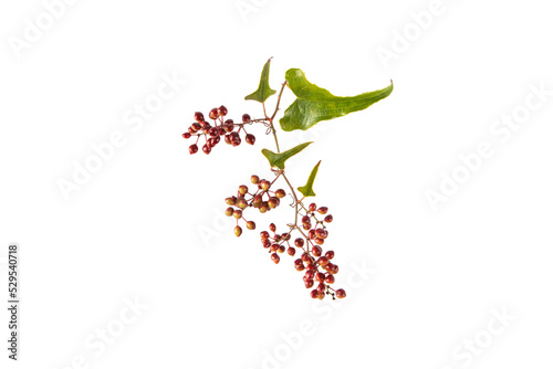 Jamaican or Honduran sarsaparilla branch with leaves and berries. Smilax ornata isolated transparent png photo