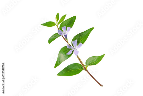 Vinca minor plant. Periwinkle branch with purple flowers and leaves isolated transparent png. Color trend of year 2022.