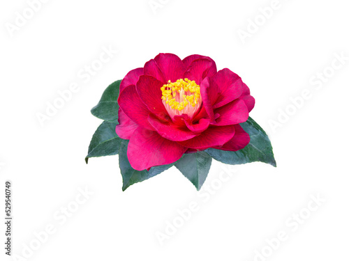 Dark-red camellia japonica double form flower and leaves isolated transparent png. Japanese tsubaki. Chinese symbol of love.