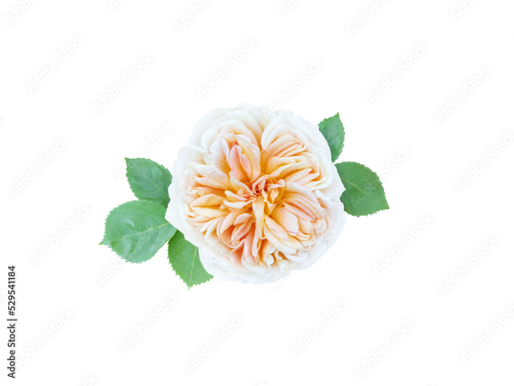 Yellow white rose flower with leaves isolated transparent png.