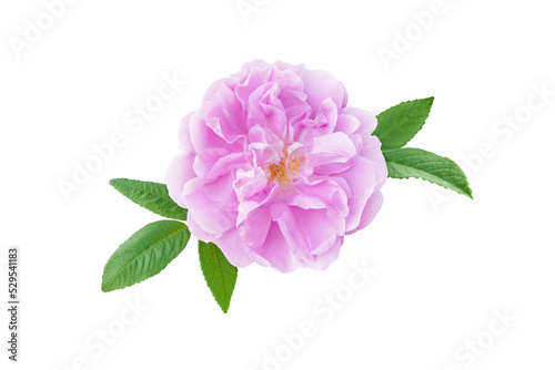 Fototapeta Naklejka Na Ścianę i Meble -  Old fashioned pale pink shrub rose aromatic flower isolated transparent png.