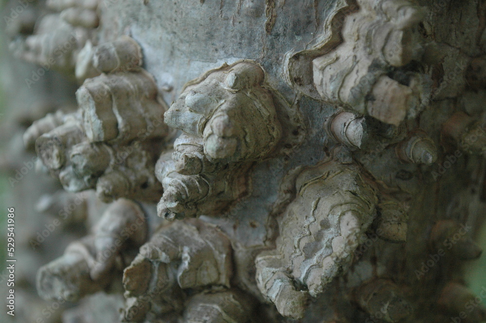 tree trunk, texture different tree trunk, texture different
