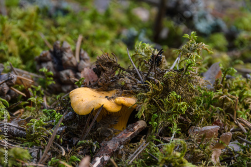 Edible chanterelle mushroom close-up in the natural environment, in the forest green moss on a summer evening.
