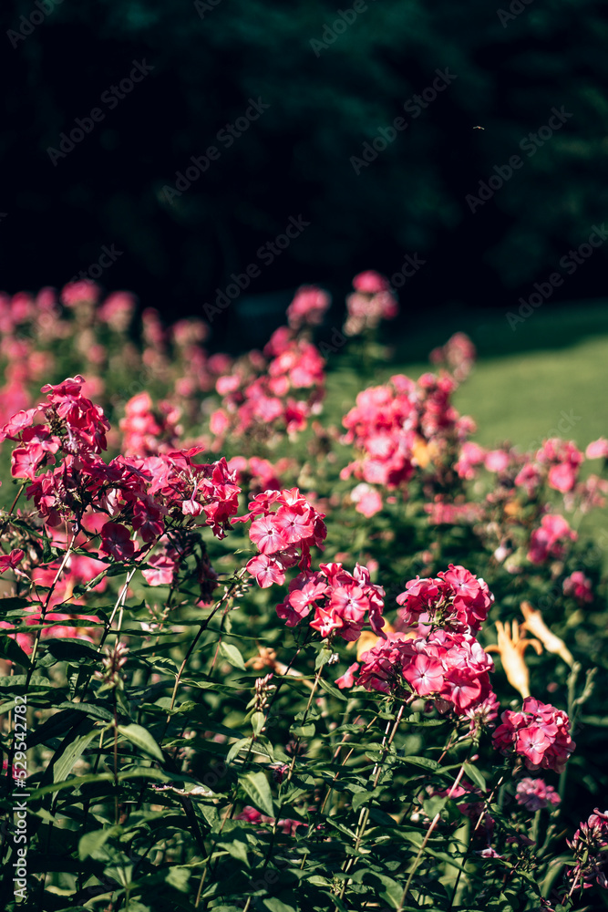 Obraz premium A close up of wild flowers growing in a field
