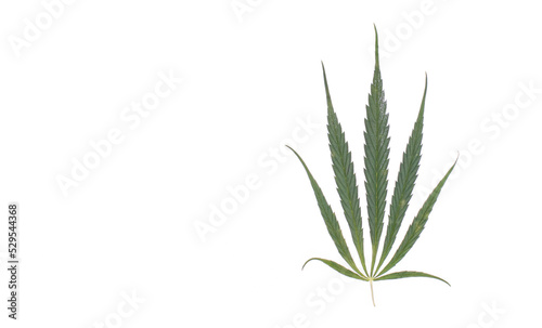 leaf of marijuana with seven points cannabis sativa mexican marihuana isolated on white background