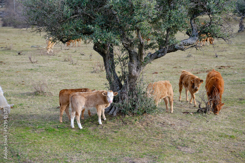 Herd of cows grazing around a olive tree in the winter.