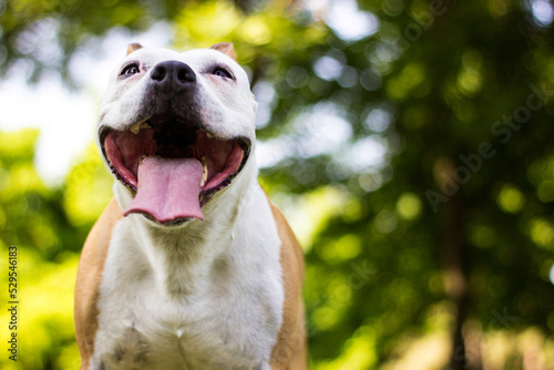 A happy dog with floppy ears looking away and smiling