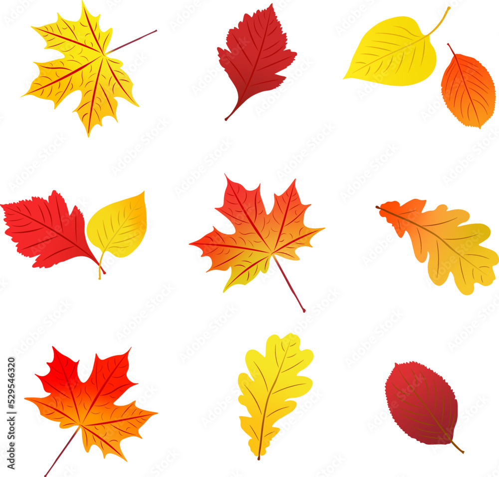 Set of autumn red yellow orange leaves, vector