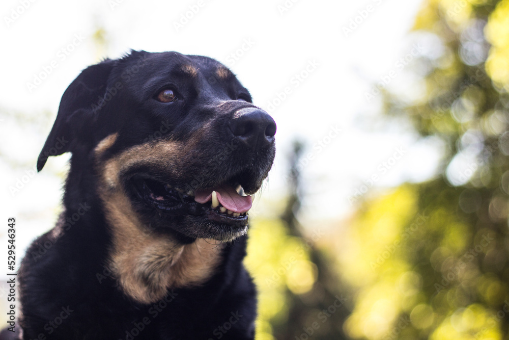 Portrait of mixed breed dog in the yellow fields Portrait of mixed breed dog in the yellow fields