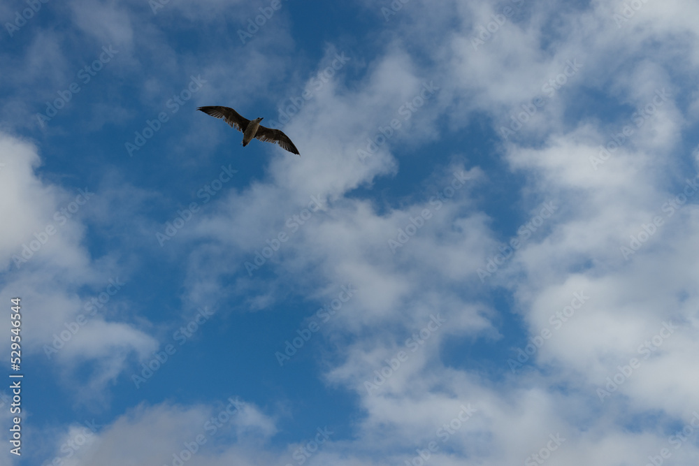 seagull in flight seagull in flight