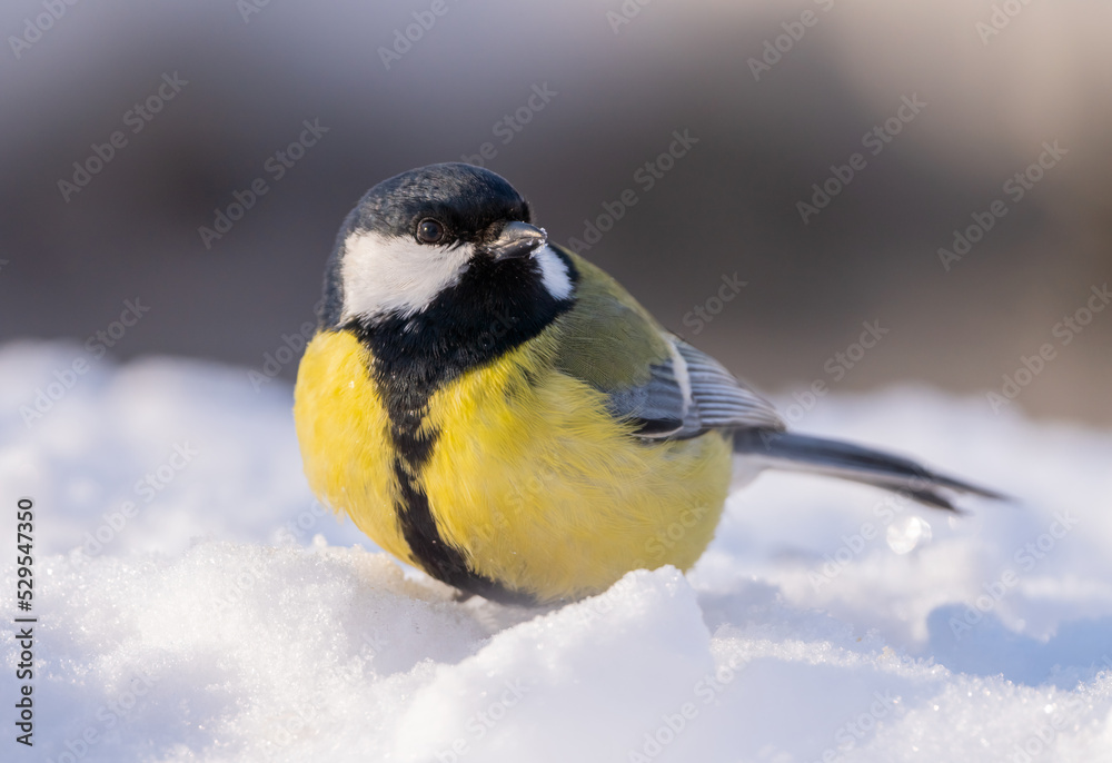 The Great tit bird, Parus major, jumps through deep snow on a frosty winter morning in search of food The Great tit bird, Parus major, jumps through deep snow on a frosty winter morning in search of food
