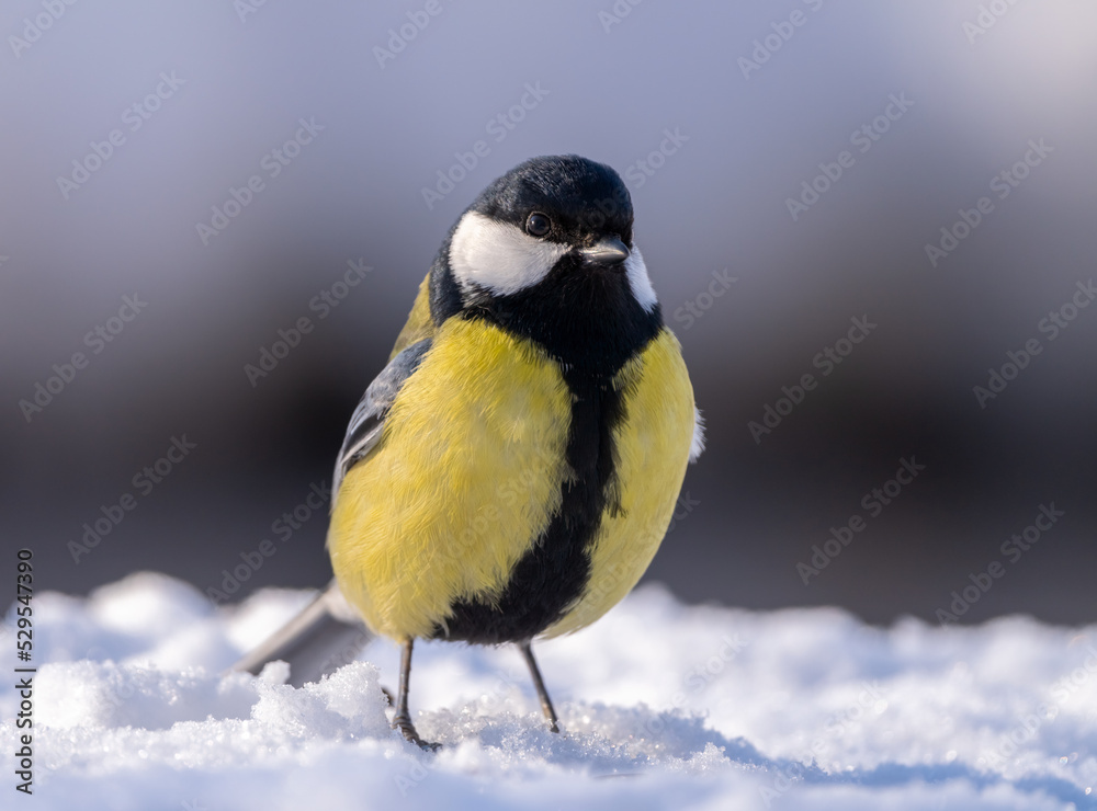 The Great tit bird, Parus major, jumps through deep snow on a frosty winter morning in search of food The Great tit bird, Parus major, jumps through deep snow on a frosty winter morning in search of food