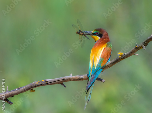 A European bee-eater bird sits on a dry tree branch and holds a huge dragonfly in its beak