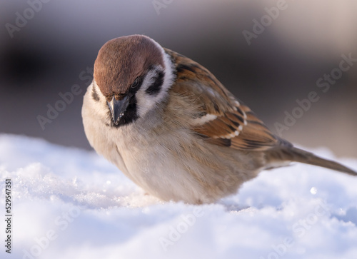 Canvas Print A sparrow bird, on a frosty winter morning, jumps through deep snow in search of