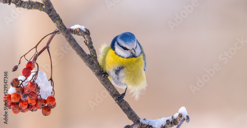 the Eurasian blue tit bird sits on a branch close-up on a sunny frosty winter morning photo