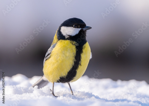 The Great tit bird, Parus major, jumps through deep snow on a frosty winter morning in search of food