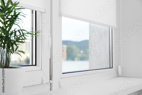 Houseplant on white sill near window with roller blinds