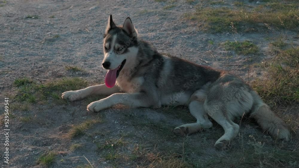 Cute dog lying on grass. Side view of adorable husky dog with tongue out sitting on grassy lawn Cute dog lying on grass. Side view of adorable husky dog with tongue out sitting on grassy lawn