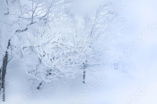 ホワイトアウト山形蔵王の樹氷