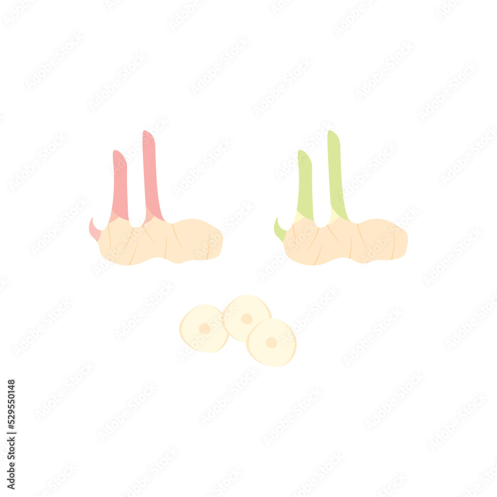 Fototapeta premium Galangal illustration template free