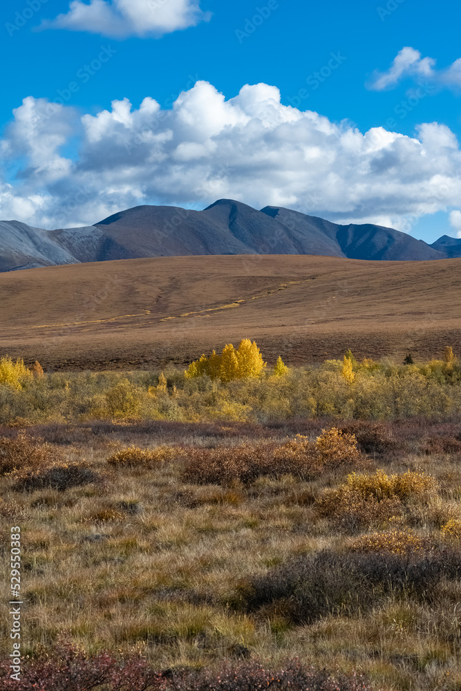 Yukon in Canada, wild landscape in autumn of the Tombstone park
Yukon in Canada, wild landscape in autumn of the Tombstone park