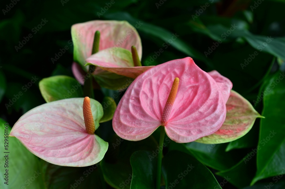 アンスリウム　Anthurium