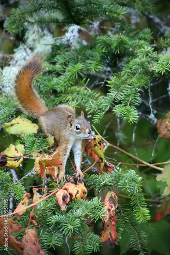 Squirrel scouting for tasty treats among the trees